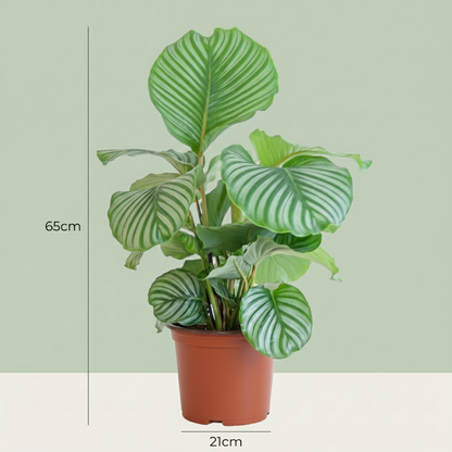 Kamerplant - Calathea Orbifolia - Pot Ø 21cm Hoogte ↕ 60-70cm