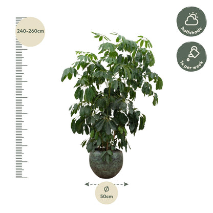 XL Kamerplant - Schefflera Amate - Pot Ø 45cm Hoogte ↕ 230cm