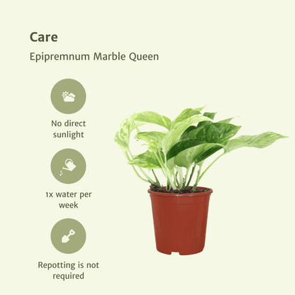 Kamerplant 4x Epipremnum Marble Queen - Pot Ø 12cm Hoogte ↕ 15cm