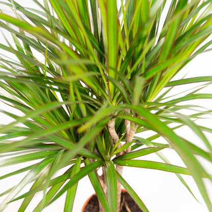 XL Kamerplant - Dracaena - Pot Ø 21cm Hoogte ↕ 120cm