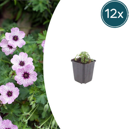 Buitenplant 12x Geranium cin. 'Ballerina' - Bloeiend - Pot Ø 9cm Hoogte ↕ 10-25cm