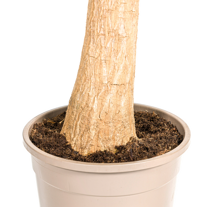 Kamerplant - Beaucarnea Recurvata - Op stam - Pot Ø 24cm Hoogte ↕ 80-100cm