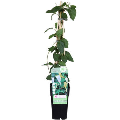 Buitenplant - Lonicera japonica 'Halliana' - Pot Ø 15cm Hoogte ↕ 65cm