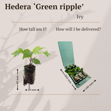Buitenplant 6x Hedera 'Green Ripple' - Klimplant - Pot Hoogte ↕ variabel