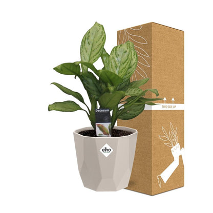 Kamerplant - Aglaonema Christina - Inclusief sierpot - Pot Ø 14cm