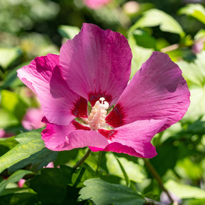 Buitenplant - Hibiscus syriacus 'Woodbridge' - Bloeiend - Pot Ø 17cm Hoogte ↕ 45cm