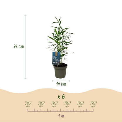 Buitenplant 2x Fargesia Blue Dragon - Bladhoudend - Niet Woekerend - Pot Ø 14cm Hoogte ↕ 35cm