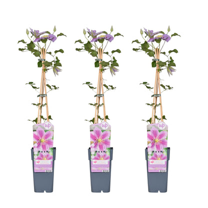 Buitenplant 3x Clematis Piilu - Bloeiend - Pot Ø 15cm Hoogte ↕ 65cm