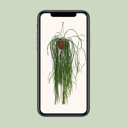 Kamerplant - Lepismium Bolivianum - Hangplant - Pot Ø 20cm Hoogte ↕ 70cm
