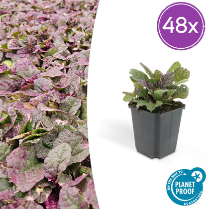 Buitenplant 48x Ajuga reptans 'Burgundy Glow' - Vaste plant - Pot Ø 9cm Hoogte ↕ 10-25cm