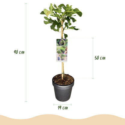 Buitenplant - Ficus carica 'Brown Turkey' op stam - Winterhard - Pot Ø 19cm Hoogte ↕ 90cm