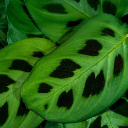 Kamerplant 4x Maranta Fascinator Kerchoveana - Zebraplant - Pot Ø 12cm Hoogte ↕ 25cm