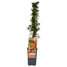 Buitenplant - Pyracantha 'Soleil dOr' - Bloeiend - Pot Ø 15cm Hoogte ↕ 65cm