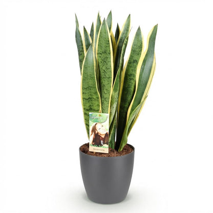 Kamerplant - Sansevieria Laurentii - Pot Ø 21cm Hoogte ↕ 70-80cm
