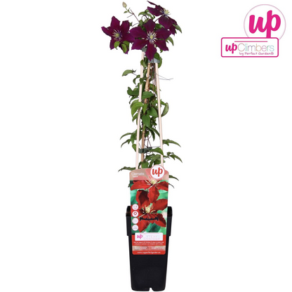 Buitenplant - Clematis Niobe - Bloeiend - Pot Ø 15cm Hoogte ↕ 65cm