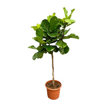 XL Kamerplant - Ficus Lyrata Boom XXL - Pot Ø 40cm Hoogte ↕ 200cm