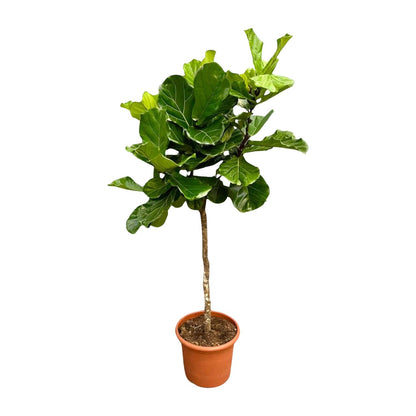 XL Kamerplant - Ficus Lyrata Boom XXL - Pot Ø 40cm Hoogte ↕ 200cm