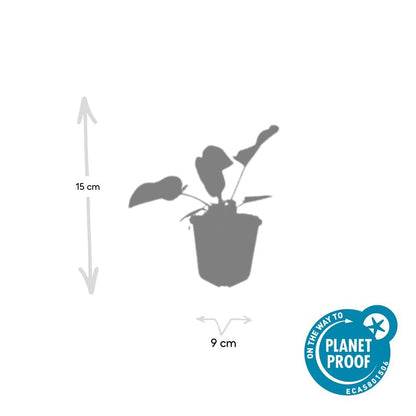 Buitenplant 12x Phlomis russeliana - Vaste Plant - Pot Ø 9cm Hoogte ↕ 10-25cm