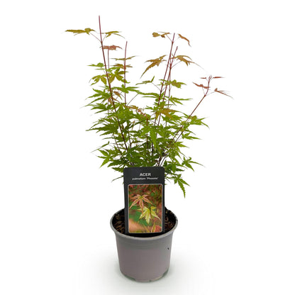 Buitenplant - Acer palmatum 'Phoenix' - Pot Ø 12cm Hoogte ↕ 35cm