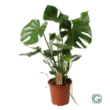 Kamerplant - Monstera Deliciosa - Pot Ø 21cm Hoogte ↕ 60cm