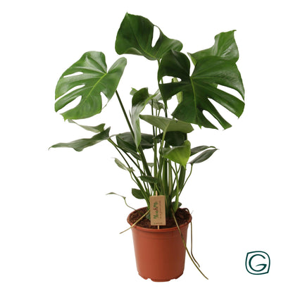 Kamerplant - Monstera Deliciosa - Hoogte ↕ 32-180cm