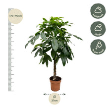 Kamerplant - Pachira Aquatica - XL - Pot Ø 27cm Hoogte ↕ 150cm