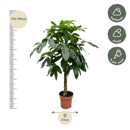 Kamerplant - Pachira Aquatica - Hoogte ↕ 35-160cm