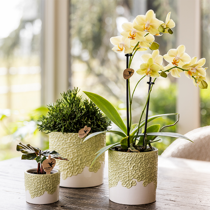 Sierpot - Bloom Green - Pot Ø 12cm