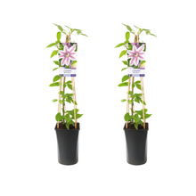 Buitenplant 2x Clematis Nelly Moser - Bloeiend - Pot Ø 17cm Hoogte ↕ 75cm