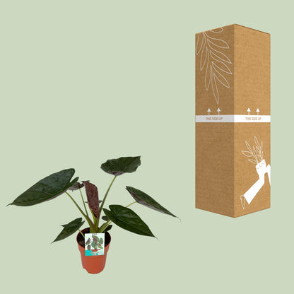 Kamerplant - Alocasia Wentii - Pot Ø 19cm Hoogte ↕ 85cm
