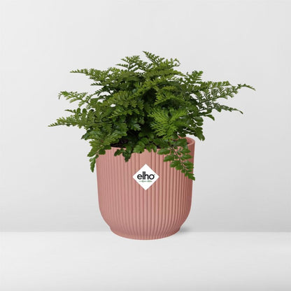 Kamerplant - Asplenium Parvati - Pot Ø 14cm