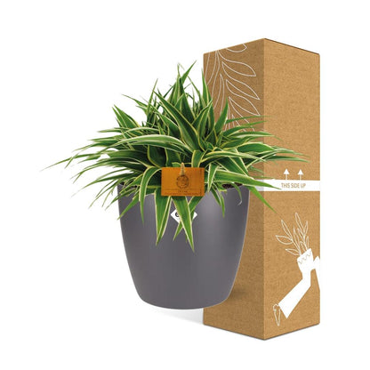 Kamerplant - Chlorophytum Ocean - Pot Ø 16cm Hoogte ↕ 15cm