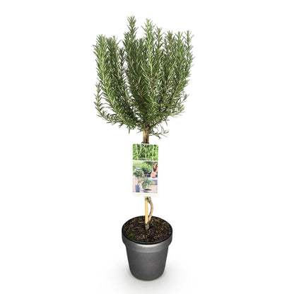 Buitenplant - Rosmarinus officinalis op stam - Winterhard - Pot Ø 19cm Hoogte ↕ 90cm
