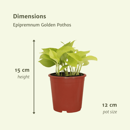 Kamerplant 4x Epipremnum Golden Pothos - Pot Ø 12cm Hoogte ↕ 15cm