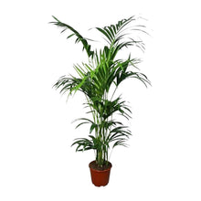 XL Kamerplant - Howea - Pot Ø 24cm Hoogte ↕ 180cm