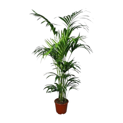 XL Kamerplant - Howea - Pot Ø 24cm Hoogte ↕ 180cm