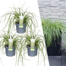 Buitenplant 3x Carex hachijoensis 'Evergold' - Pot Ø 14cm Hoogte ↕ 25cm