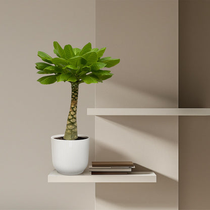Kamerplant - Brighamia Insignis - Pot Ø 12cm Hoogte ↕ 25cm
