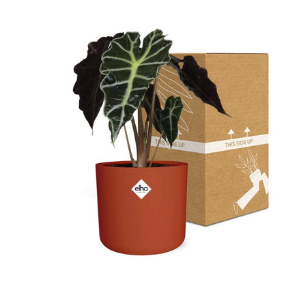 Kamerplant - Alocasia 'Polly' - Pot Ø 14cm