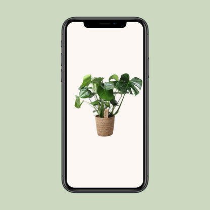 Kamerplant - Monstera Deliciosa in Mand - Pot Ø 21cm Hoogte ↕ 60cm