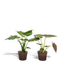 Kamerplant - Alocasia Cucullata + Alocasia Wentii - Inclusief siermand - Pot Ø 19cm Hoogte ↕ 60cm
