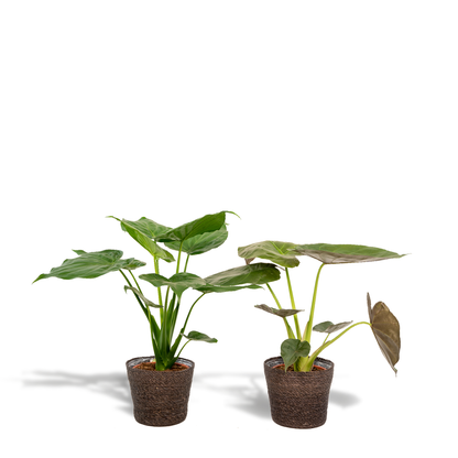 Kamerplant - Alocasia Cucullata + Alocasia Wentii - Inclusief siermand - Pot Ø 19cm Hoogte ↕ 60cm