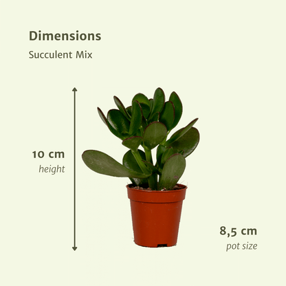 Kamerplant - Succulenten Mix - Pot Ø 8,5cm Hoogte ↕ 9cm