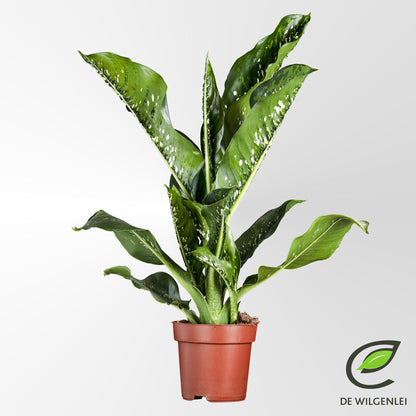 Kamerplant - Dieffenbachia Seguine 'Caiman' - Pot Ø 21cm Hoogte ↕ 75cm