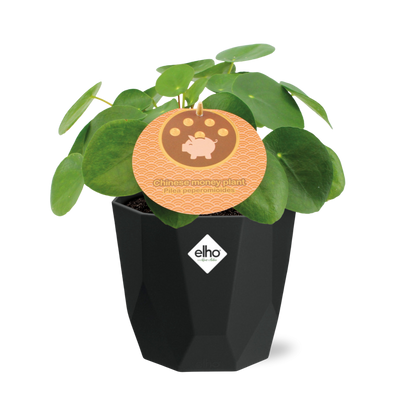 Kamerplant - Pilea Peperomioides - Inclusief sierpot - Pot Ø 12cm