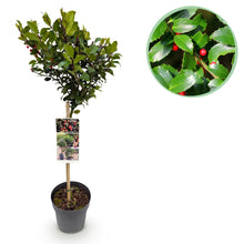 Buitenplant - Ilex meserveae 'Blue Maid' op stam - Winterhard, Rode bes - Pot Ø 19cm Hoogte ↕ 90cm