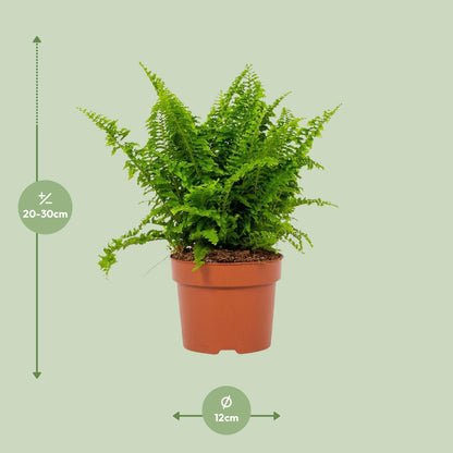 Kamerplant - Nephrolepis Vitale - Pot Ø 12cm Hoogte ↕ 23cm