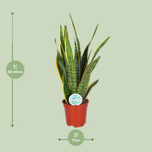 Kamerplant - Sansevieria Trifasciata Laurentii - Pot Ø 17cm Hoogte ↕ 60cm