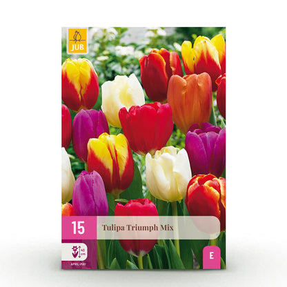 Bloembollen 15x Tulp Triumph mix - Diverse Kleuren - Bolmaat 11/12