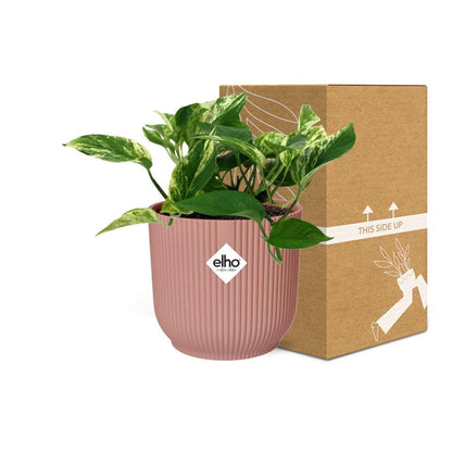 Kamerplant - Scindapsus (Epipremnum) Marble Queen - Pot Ø 14cm